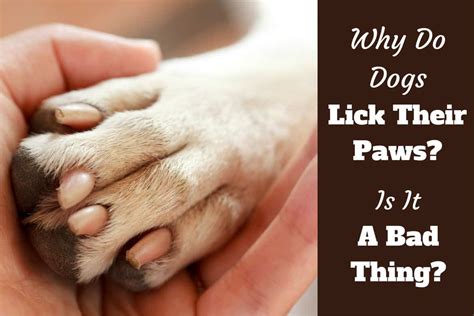 why is my dog licking his penis|Why Is My Dog Licking His Penis